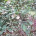 Highbush Blueberry